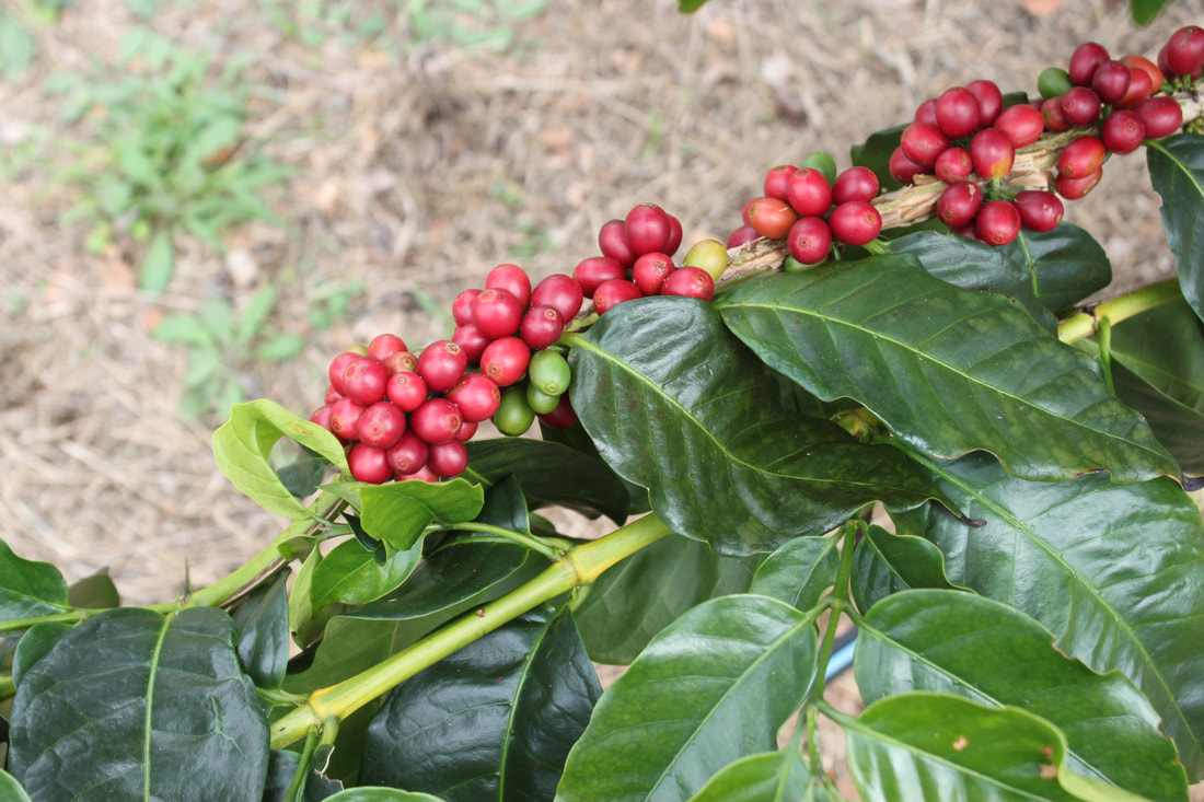 Kona Coffee Trees